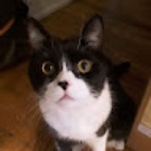 Meet your Posher, Jomi